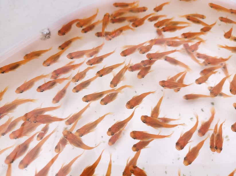 楊貴妃メダカとは？特徴・由来を分かりやすく解説