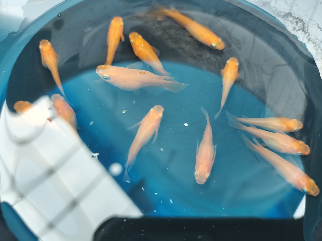 黒容器で飼育した楊貴妃メダカの上見