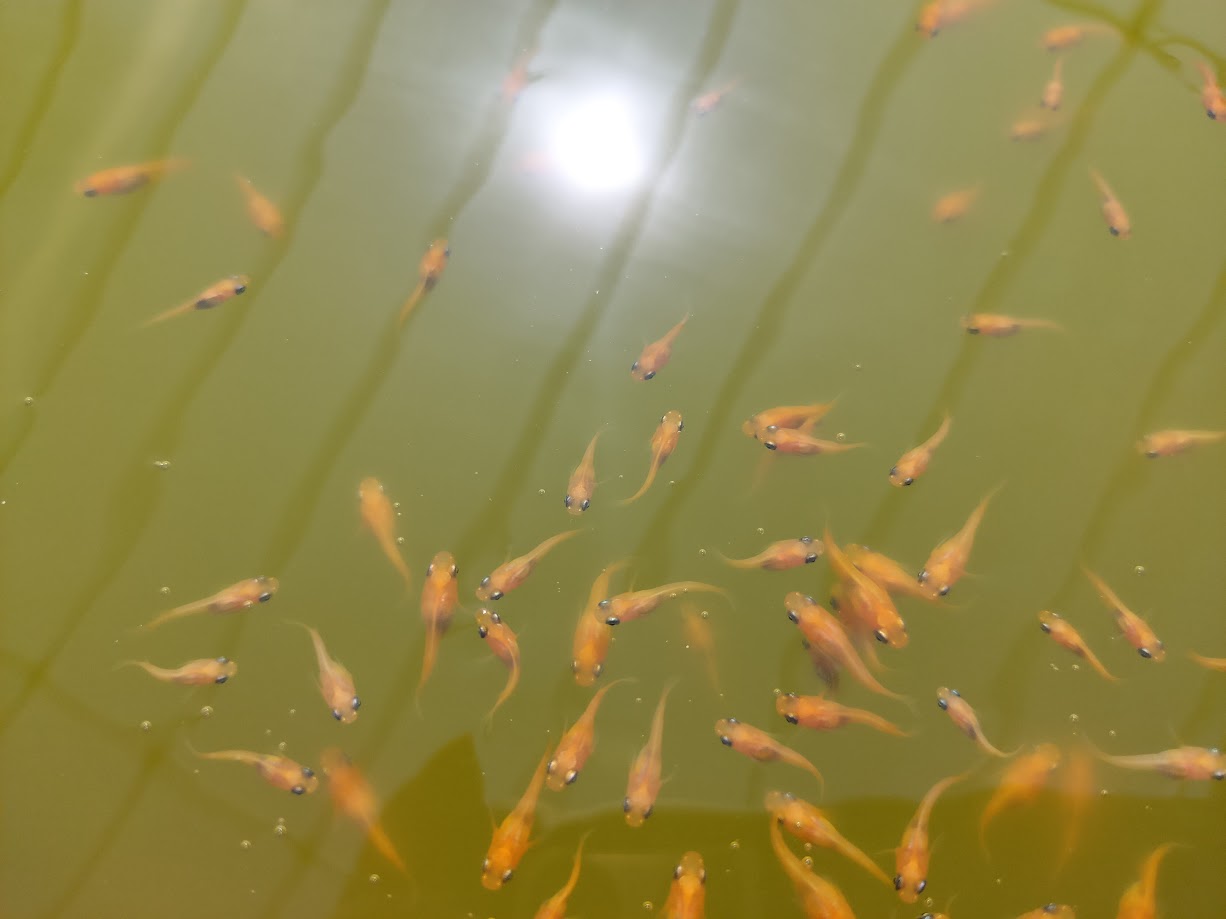 青水で飼育している楊貴妃メダカ