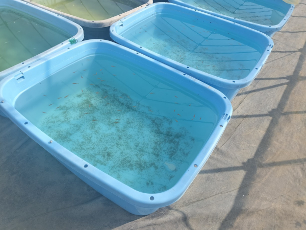 メダカ飼育に使える水槽｜初心者でも失敗しない選び方とおすすめ容器