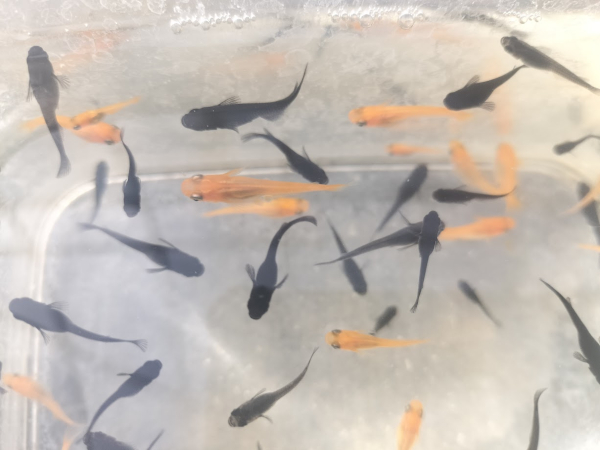 メダカの過密飼育の例 入れすぎで密集している状態