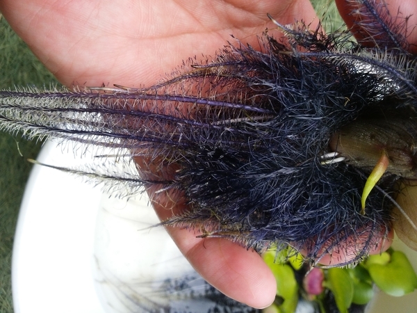 メダカの産卵床