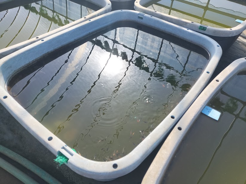 メダカの飼育容器