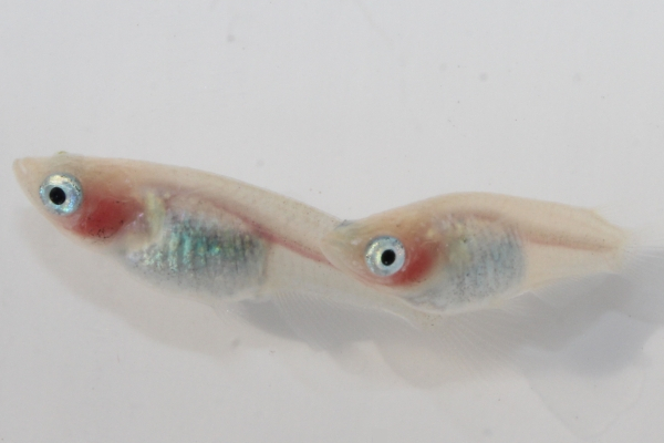 オーロラメダカ・透明鱗・スケルトンの違い｜見分け方と特徴を解説