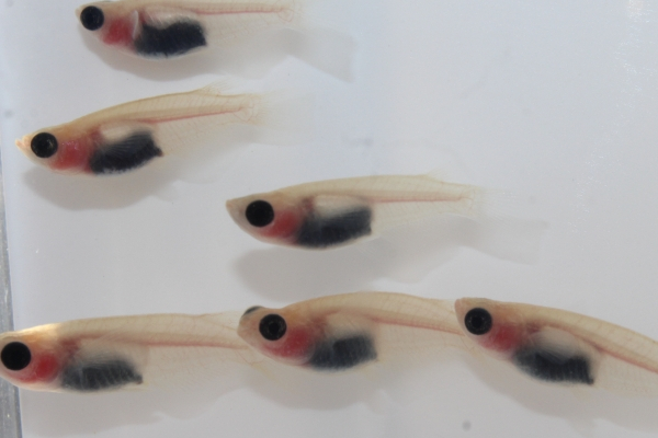 スケルトンメダカの透明感が分かる画像