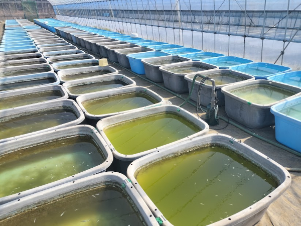 今シーズンは品種を絞りました｜楊貴妃・みゆき・パンダなど中心に親メダカを揃えました