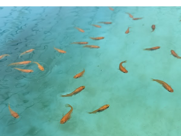 楊貴妃メダカの特徴が分かる写真