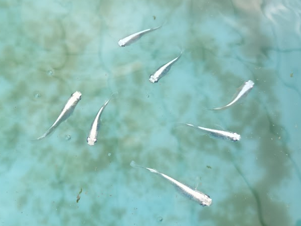 みゆきメダカの特徴が分かる写真