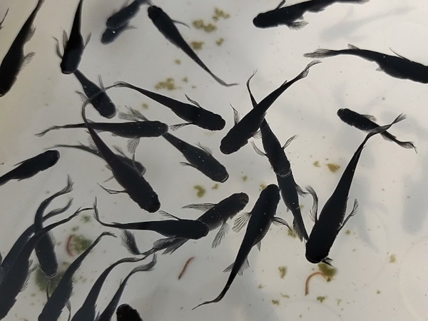 ブラックヒレ長メダカの特徴が分かる写真