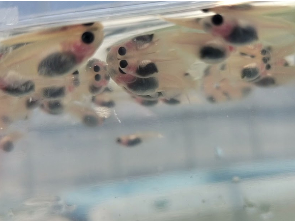 今シーズン重視している特徴が分かりやすいメダカの写真