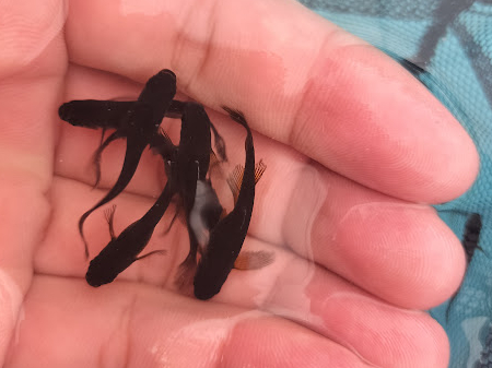 親メダカの選び方｜一目で品種が分かる子を残すための種親選び