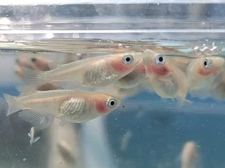 品種の特徴がはっきり出ている親メダカの例