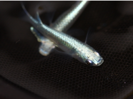 一目で品種が分かる特徴のはっきりしたメダカ