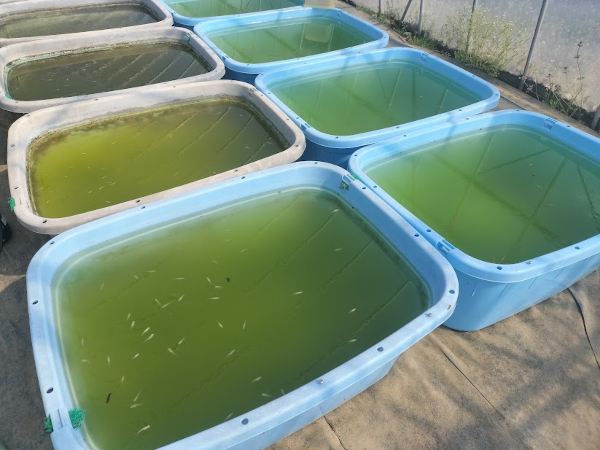 メダカの青水にいるプランクトンとは？種類と飼育への影響を解説