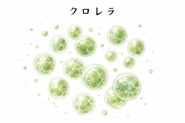 クロレラのイメージ画像