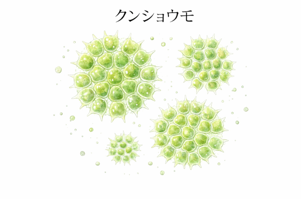 クンショウモのイメージ画像