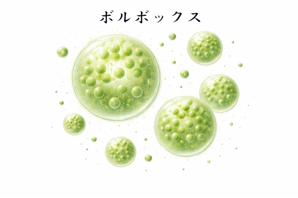 ボルボックスのイメージ画像