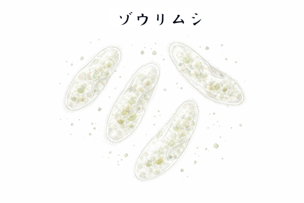 ゾウリムシのイメージ画像