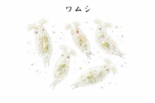 ワムシのイメージ画像