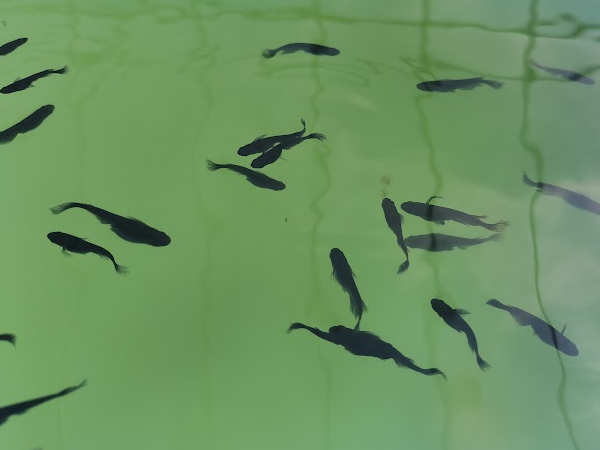 青水で飼育されているメダカの様子