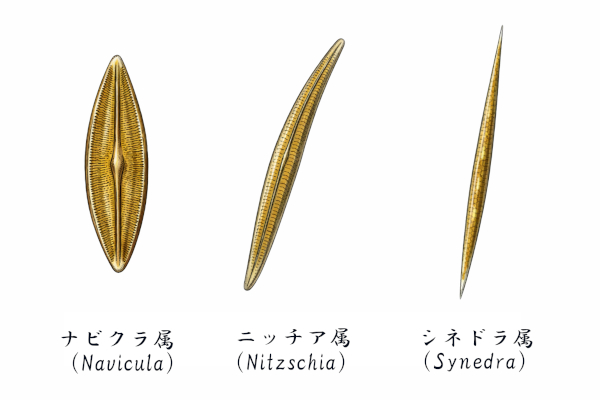 青水が茶色っぽくなった原因は珪藻類？メダカ飼育で起こる理由を解説