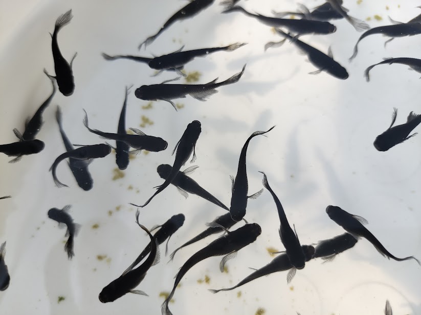 当店がオロチメダカというハウスネームで販売しない理由｜販売名の考え方について