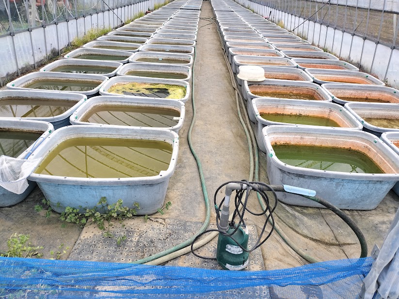 飼育水を抜く前のタライが並ぶ稚魚育成ハウスの様子
