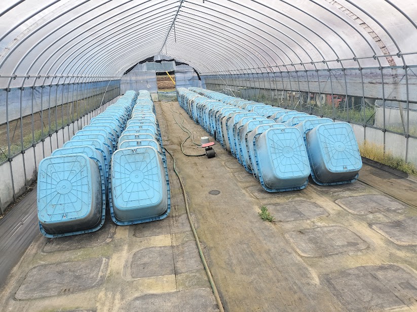 メダカの稚魚育成ハウスの準備を進めています｜4月中旬頃から卵採取を始めます