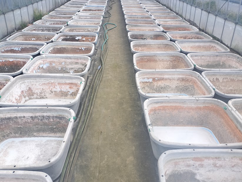 天日干ししている稚魚育成用のタライ