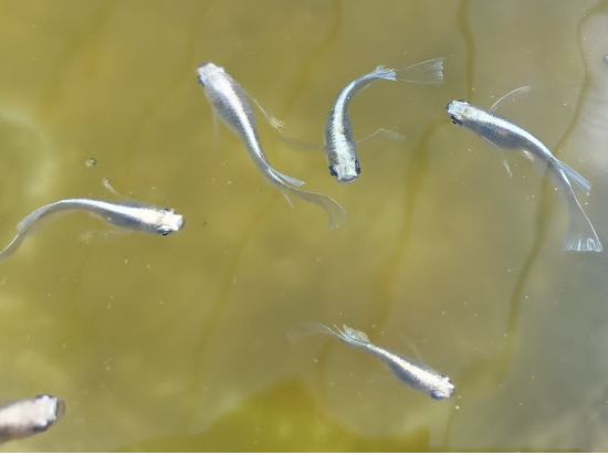 メダカ通販で買うなら春が向いている理由｜飼育を始めやすい時期を解説