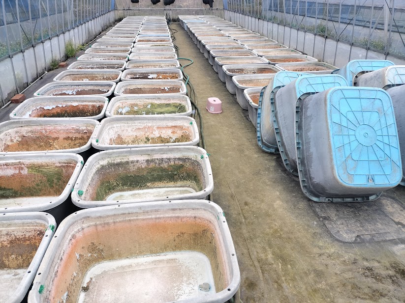 春にメダカ飼育容器を準備している様子