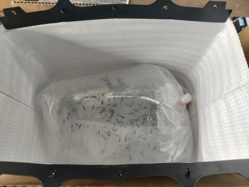 メダカ通販で届いたら最初に何をする？開封後の流れと確認ポイント