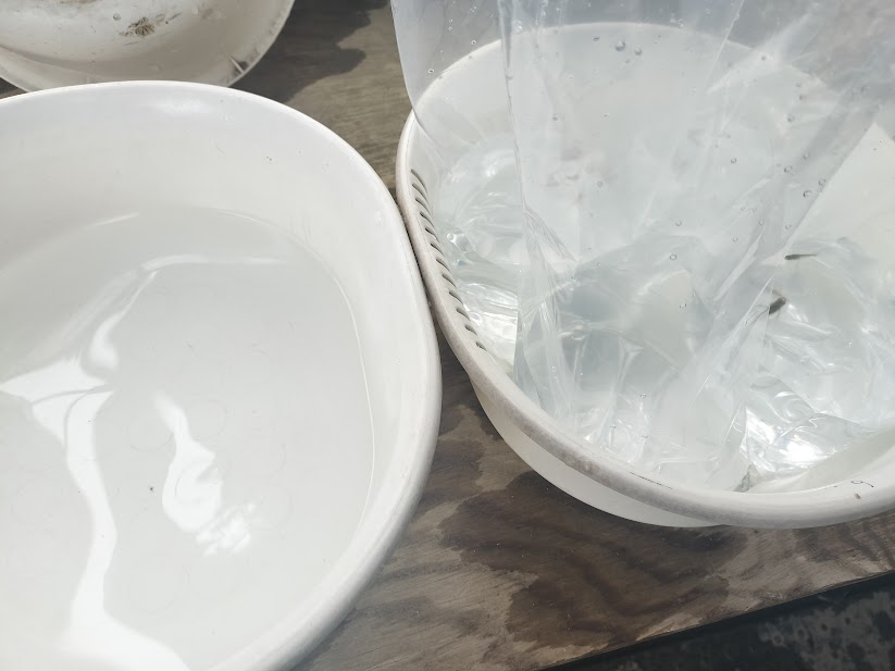 届いたメダカを水合わせしている様子