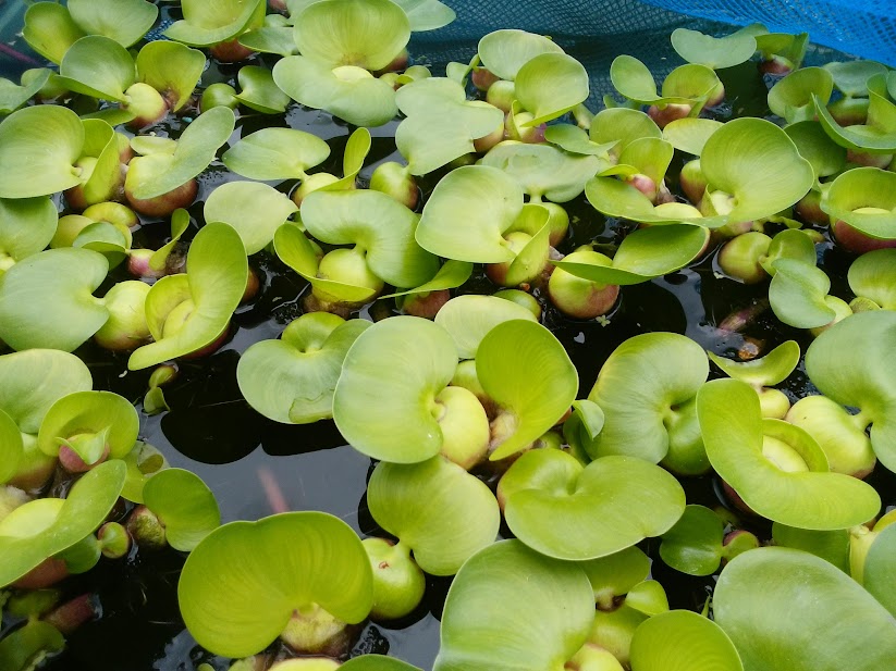 青水でホテイアオイが育たない・増えない・枯れる理由｜メダカ容器で起こる原因を解説