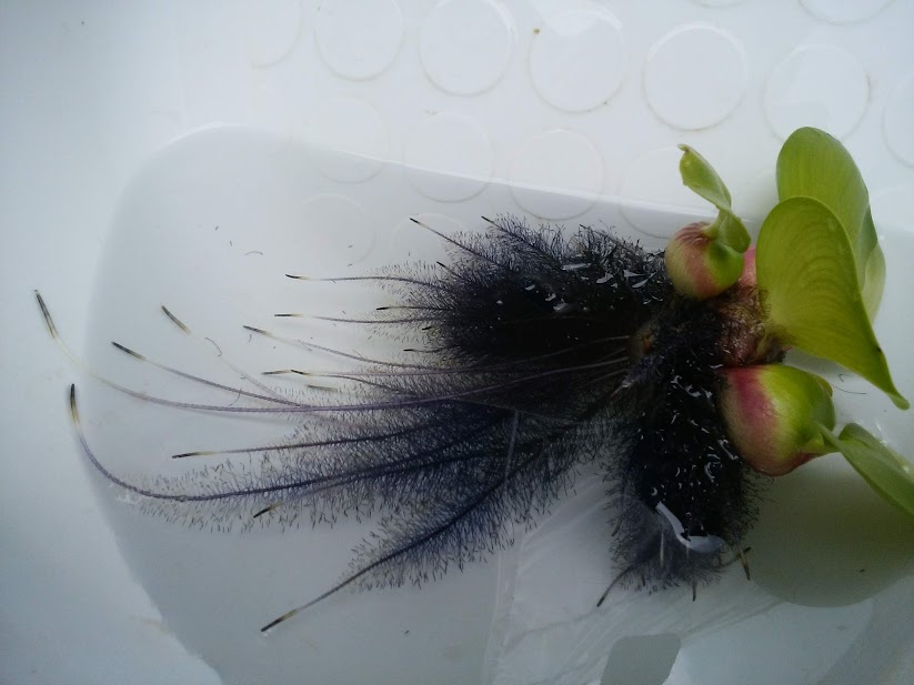 ホテイアオイの根が伸びている様子