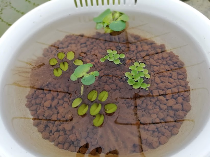 睡蓮鉢用の土や水生植物用の土を入れた容器のイメージ