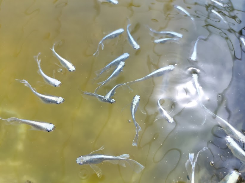 メダカは大きいほうがいい？寿命を考えると若魚がおすすめな理由