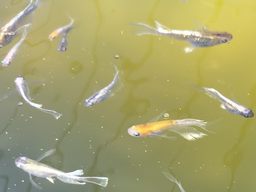 Sサイズでも特徴が分かりやすいリアルロングフィンメダカ