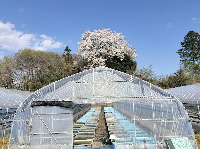 遅咲きの桜が教えてくれる春の到来｜当養魚場でメダカの採卵が始まる時期
