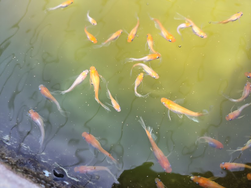 採卵時期を迎えた養魚場の親メダカ