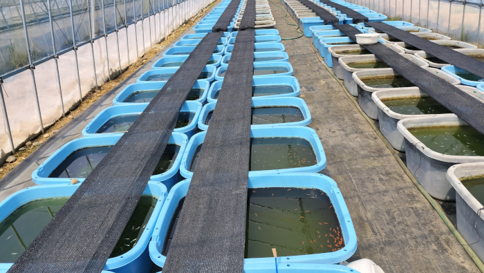 タライの上に遮光ネットを張ったメダカ養魚場の様子