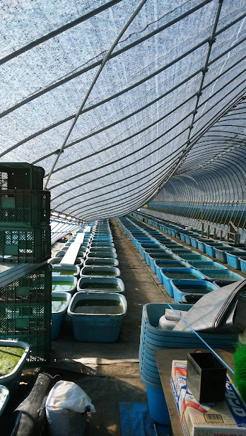 2018年の台風24号で大きく曲がった養魚場のビニールハウスのパイプ