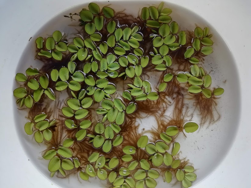 養魚場で栽培しているオオサンショウモ