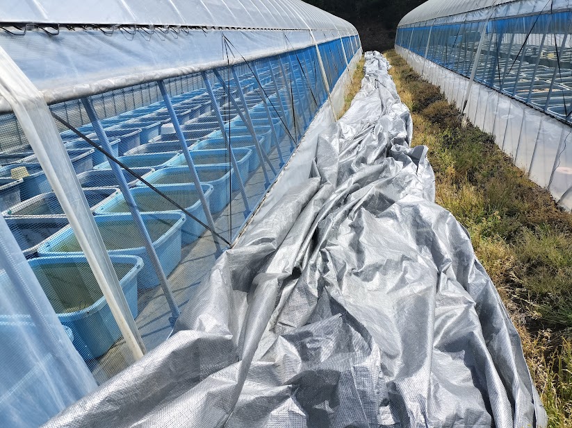 30mを超える遮光ネットを広げている様子