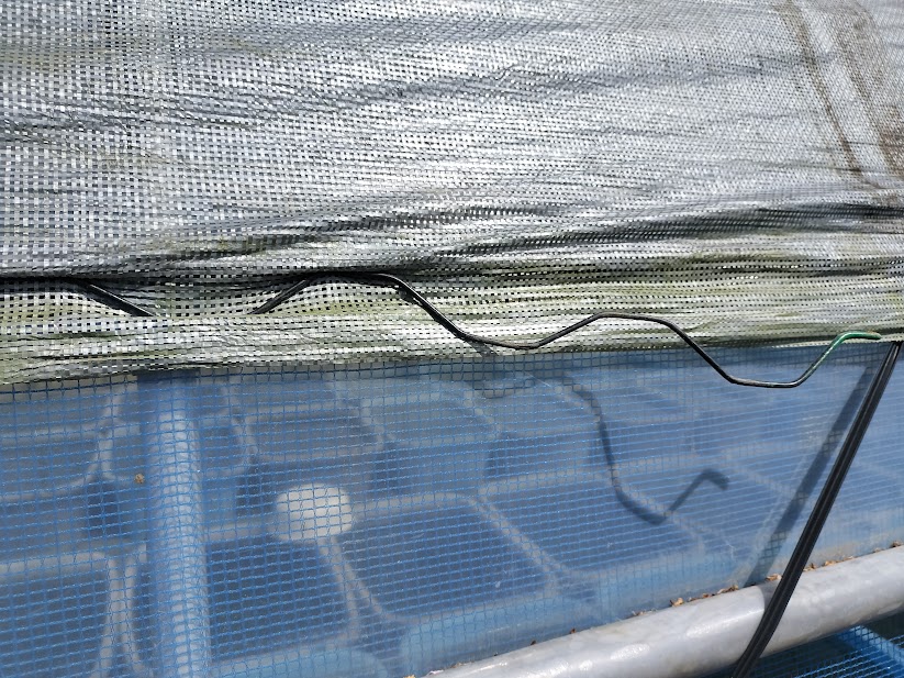 ビニペットで遮光ネットを固定している様子