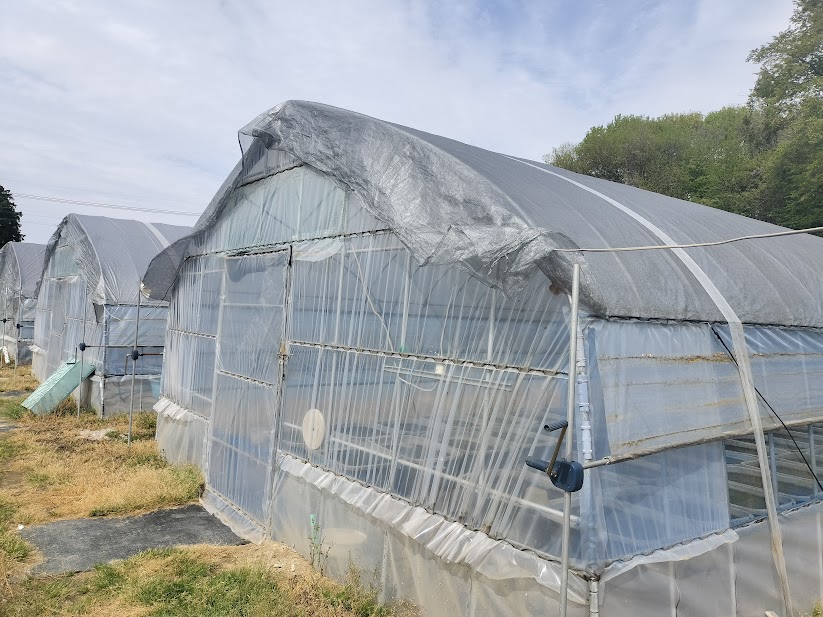 遮光ネット張りを進めています｜7棟のうち3棟完了