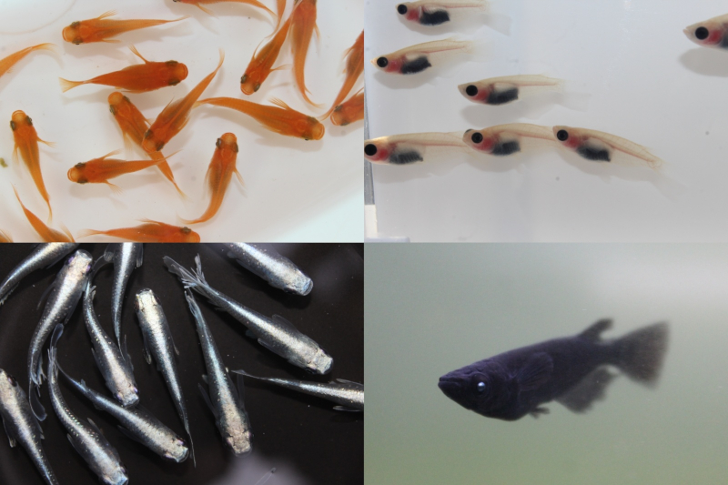 メダカ通販の写真はどこを見る？アップ撮影・反射・加工を見抜くポイント