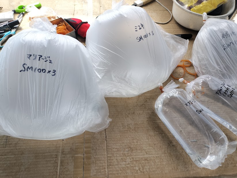 ナフサ不足でメダカ発送の梱包方法を一部見直します｜観賞魚用袋の値上がりについて