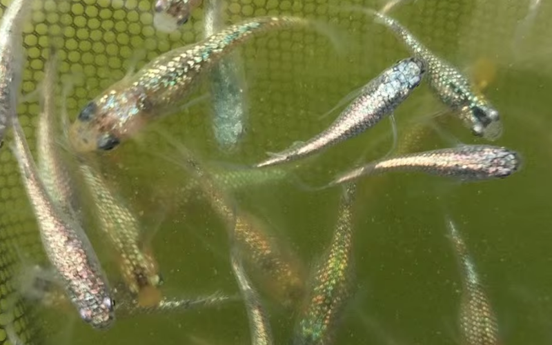 過度は乱し、節制は整える｜追いすぎると遠のき、手を緩めると近づく