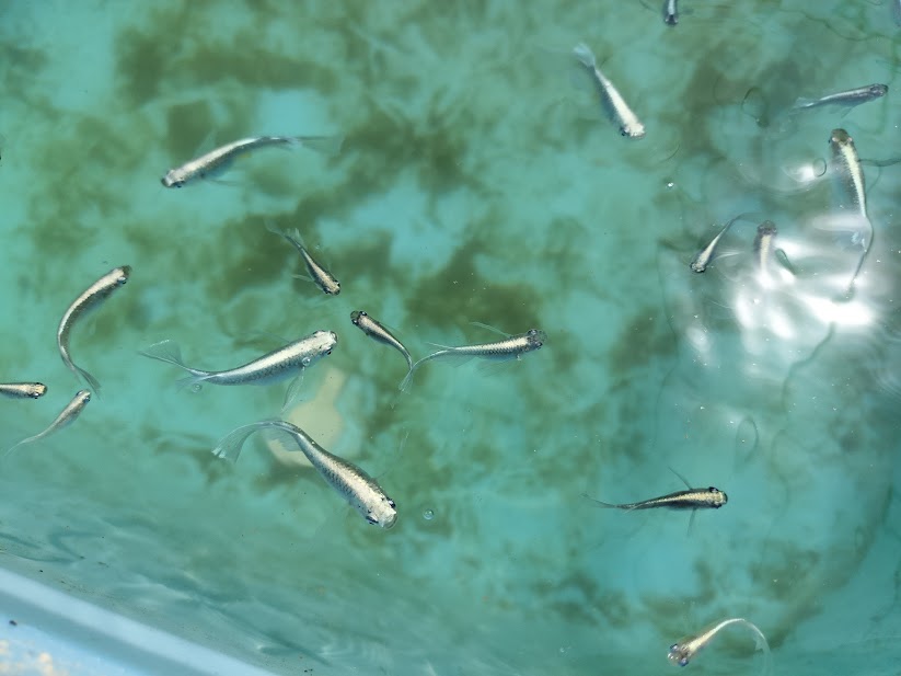 ミユキメダカとは？体外光が美しい人気品種の特徴を解説